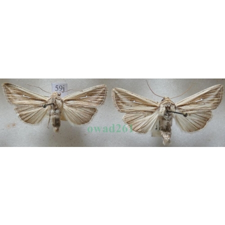 Mythimna l-album (Linnaeus, 1767) pair Piętnówka leica Czech59j